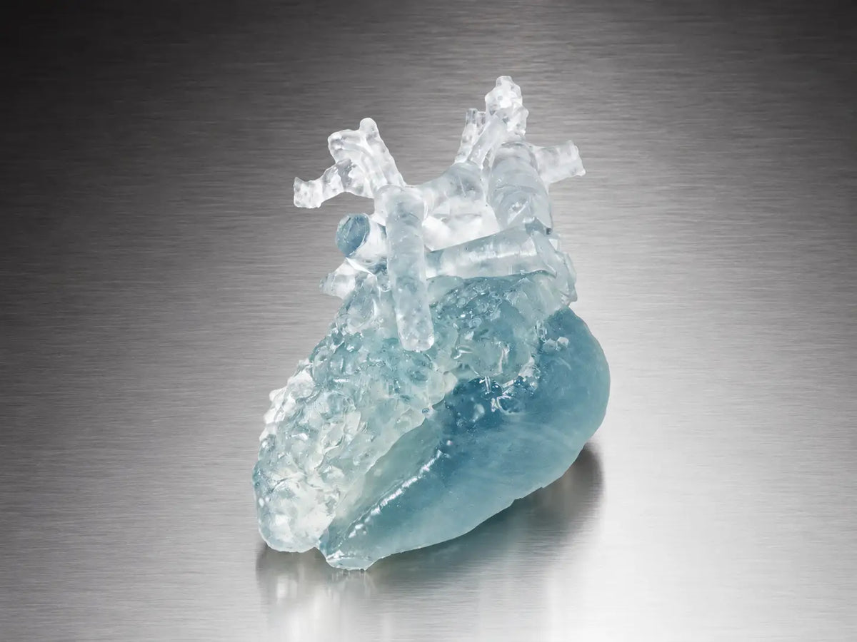 Anatomical model of a heart printed
